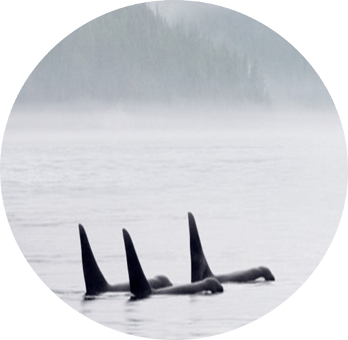 Orca Circle